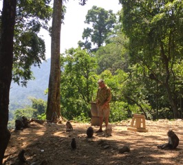 Feeding Lombok Monkeys