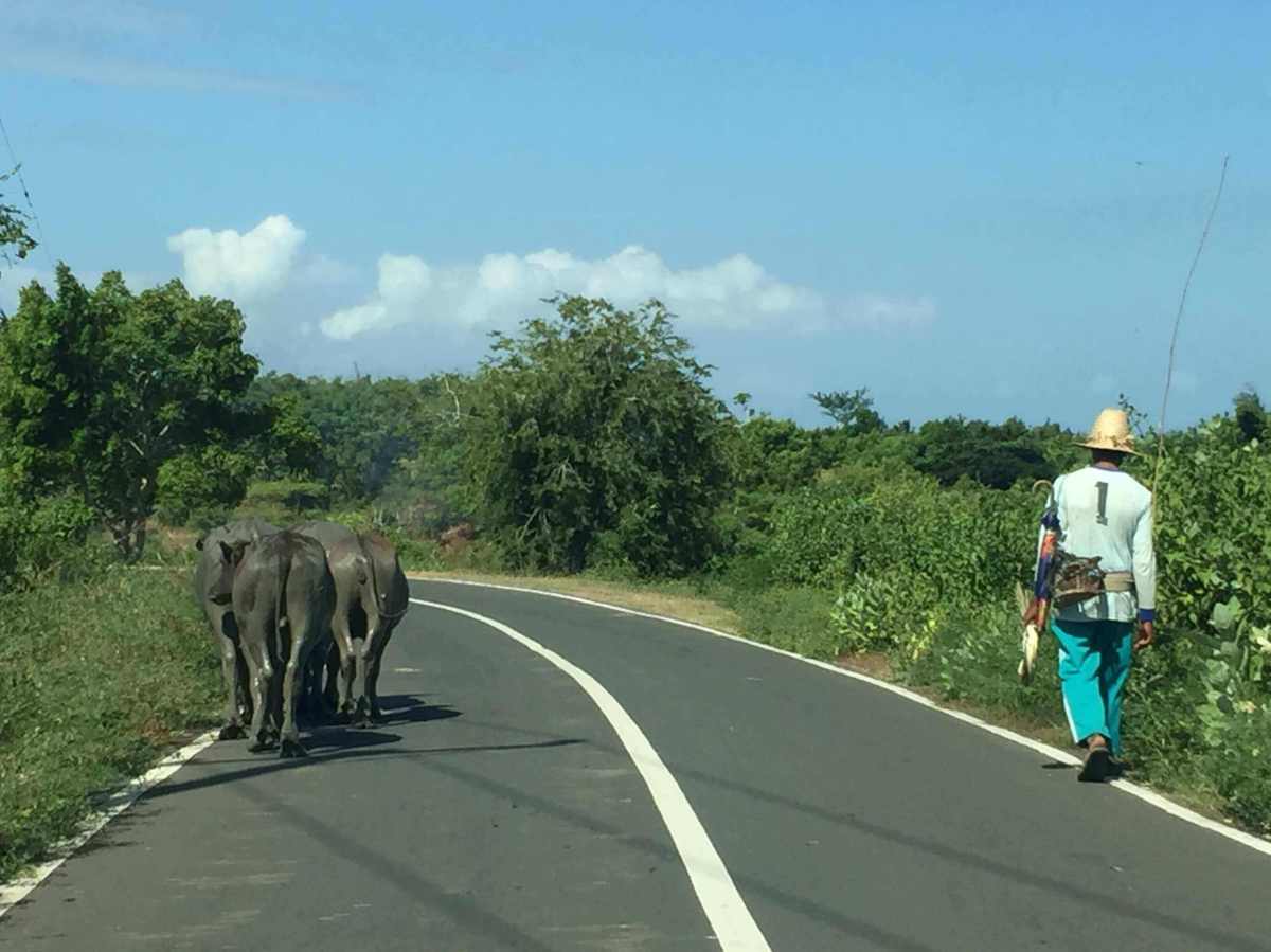 Lombok Buffalo